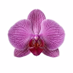 Topper Tort Floare Orhidee Roz Realistica 3D Silicon 9.5 cm topper tort floare orhidee roz realistica silicon decoratiuni nunta botez flori artificiale texturate elegante