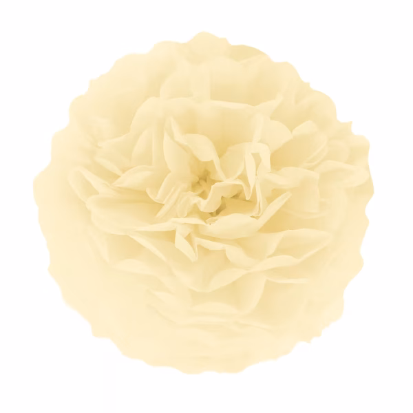 Pompom din hartie bej 15 cm