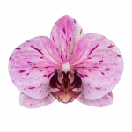 Topper decorativ pentru tort, în formă de floare orhidee de culoare roz degrade cu pete fuchsia detaliate și centru întunecat, realizat din silicon flexibil premium, dimensiune 11x10 cm.