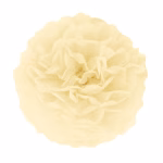 Pompom din hartie crem desfacut cu diametrul de 25 cm oferind o eleganta neutra si calda pentru decoruri de evenimente